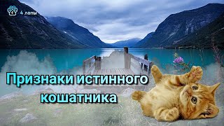 Признаки истинного кошатника