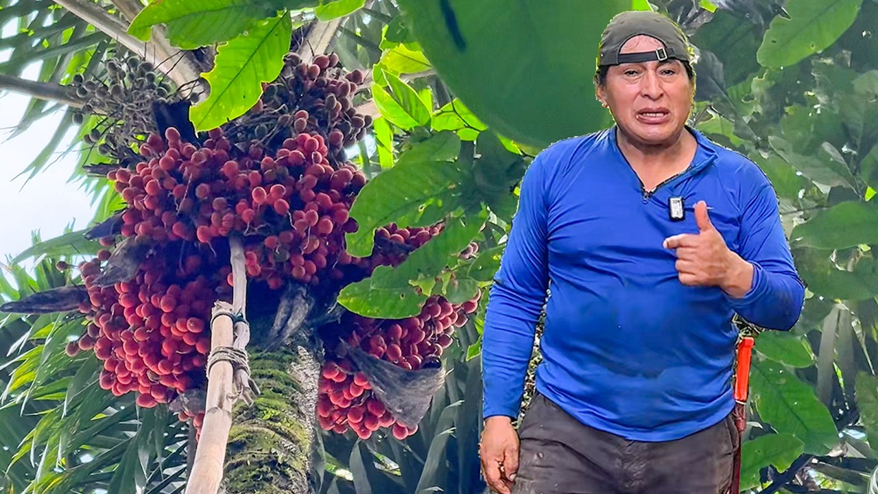 La Mejor Cosecha de CHONTAS con Doña Delfina y mi Amigo Hormiga | Don Valentin