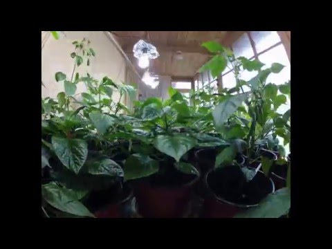 Carolina Reaper Chili Pepper Lifetime Time-lapse 6 Months 4K