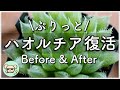 【最近のハオルチア】5ヶ月前と比較！プリッと復活！【多肉植物】