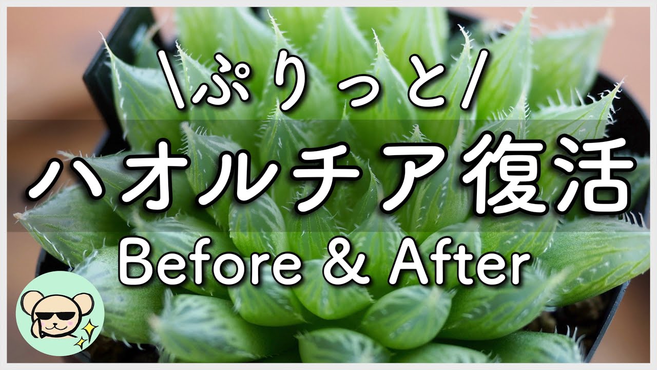 マキさんご確認用 ハオルチア Recent Haworthia] Compared to 5 months ago! It's back to full