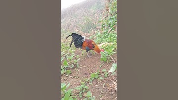 gà rừng số 1 sẽ là giải nhất nhé các bác đồng ý không thì trả lời tôi nhé.qaib qus