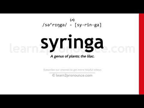 Η προφορά της Σύριγγις | Ορισμός της Syringa