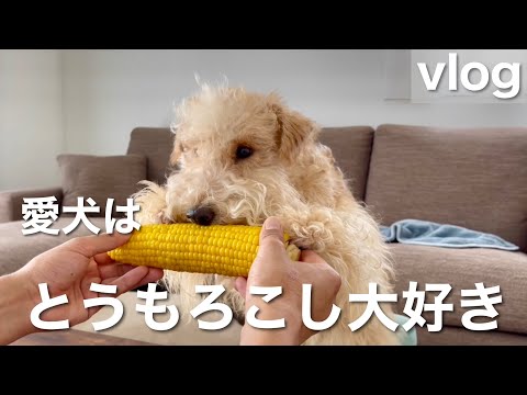 人間みたいにトウモロコシを食べる犬w