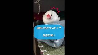 文鳥の昼下がり【眠気MAX】