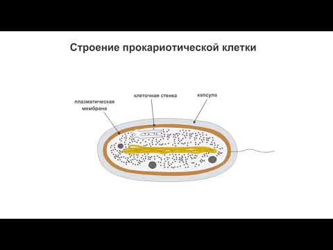 Строение прокариотической клетки