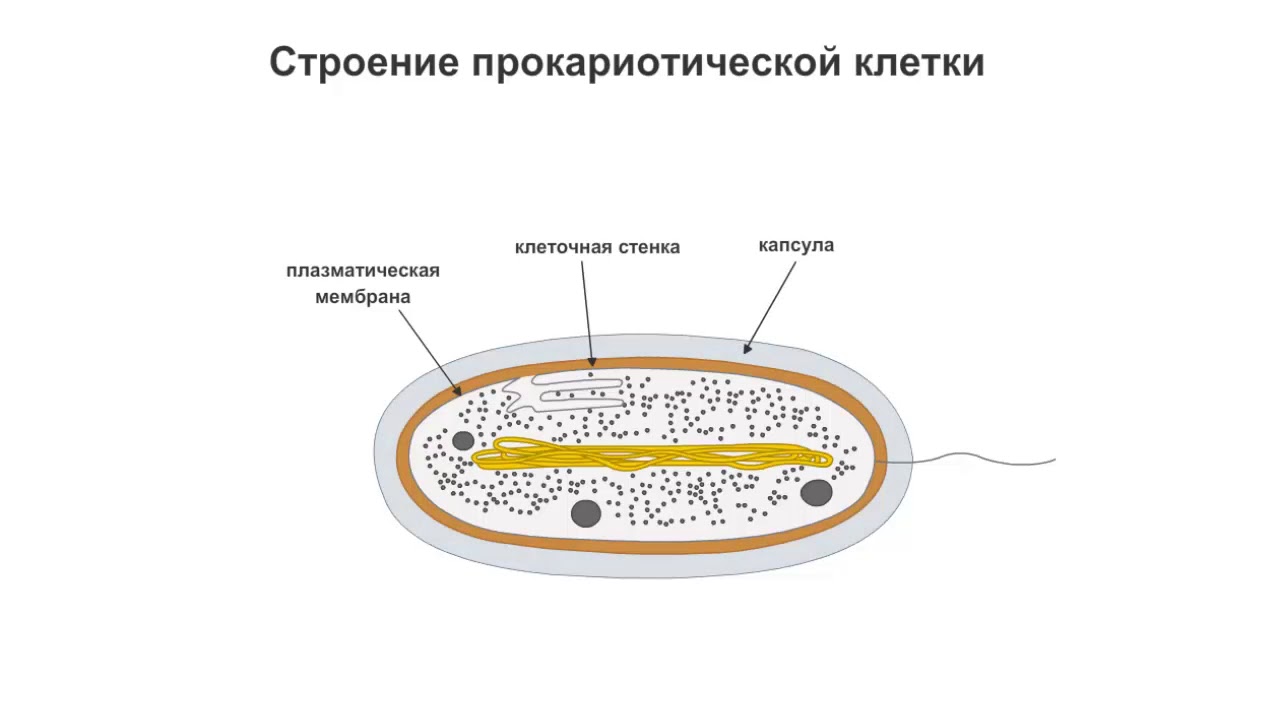 Оболочка клетки прокариота. Строение прокариотической клетки. Прокариотическая клетка схема. Строение прокариотической клетки рисунок. Строение клетки Прокариотическая клетка.
