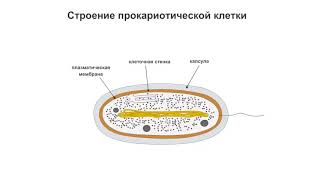 Строение прокариотической клетки