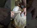 Novaculite No Heat Treatment Is Best For Knapping
