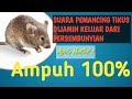 Suara pikat Tikus Ampuh 100%  || rat sound || jernih keras || calling work