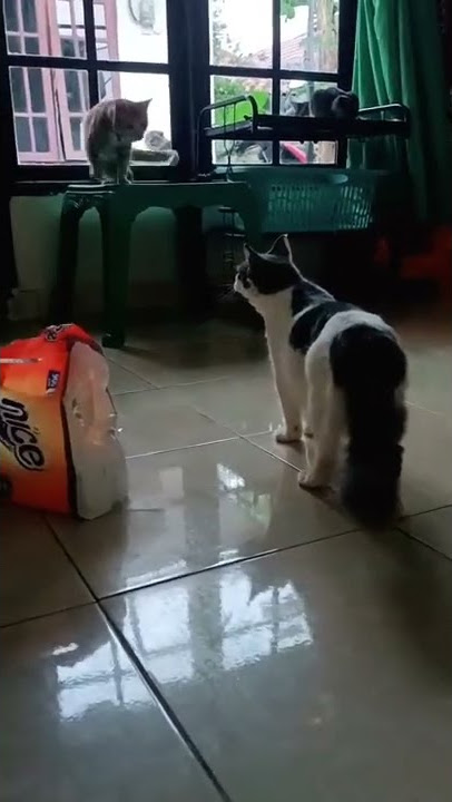KUCING BICARA AYO SHOLAT MAU KIAMAT