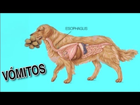 Video: ¿Qué causa que los perros vomiten y cuándo debería preocuparse?