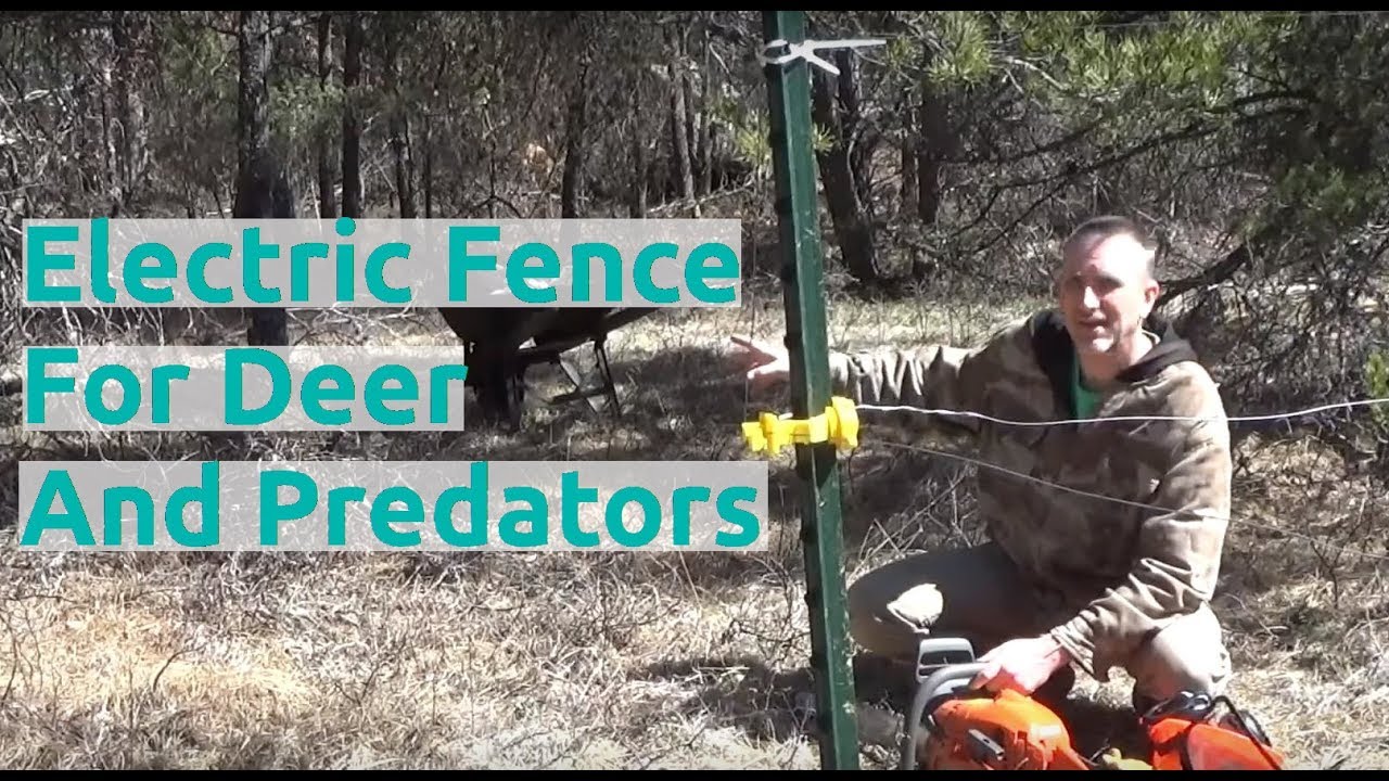 Working On Electric Fence To Stop Predators And Deer YouTube