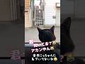 もう人間やん⁉️マジで恋する #しゃべる猫