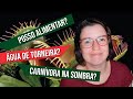 AS MAIORES DÚVIDAS DE UM INICIANTE | PLANTAS CARNÍVORAS