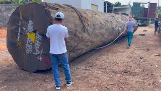 Di Dalam Pabrik Kayu Terbesar Di Dunia Misteri Pohon Panjang Di Truk Penebangan Kayu