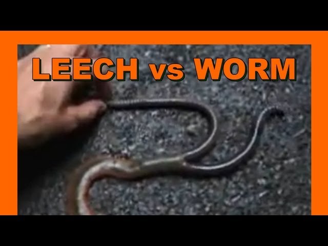 leech bite 蛭かま real japan monsters 日本のモンスター kurt bell