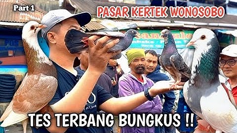 HUNTING MERPATI GIRINGAN DIPASAR KERTEK WONOSOBO PLANGKONYA CAKEP BANGET PART 1
