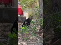The cats are not abandoned they are very healthy and fed properly 😇🙏#fyp #lifeabroad #shortvideo