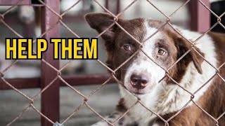 Adopt Don't Shop is BULL**** | The Akita Life