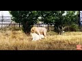 Молодая львица УВЕЛА СВОЕГО ЛЬВА от белой взрослой львицы!