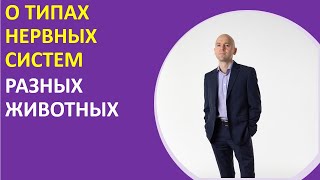 11.1 О типах нервных систем разных животных