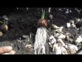 How composting will boost plant roots