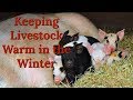 How We Keep Chickens and Pigs Warm in the Winter
