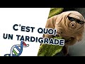 C&#39;est quoi un tardigrade ? [cocotte science ep2]