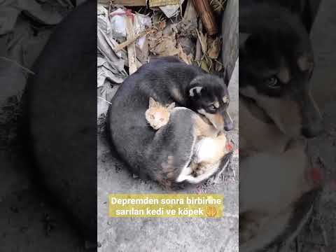Depremden sonra birbirine sarılan kedi ve köpek