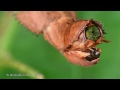 Laying eggs is hard work: Extatosoma tiaratum