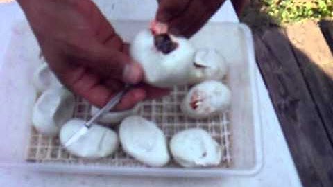 Ball python Clutch 3 hatched out!