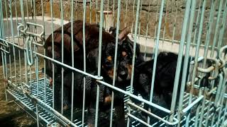 Puppies Mini Pinscher Sudah Usia 1,5 Bulan Sudah Bisa Mandi & Jemur Matahari-Anak Anjing Minpin Lucu