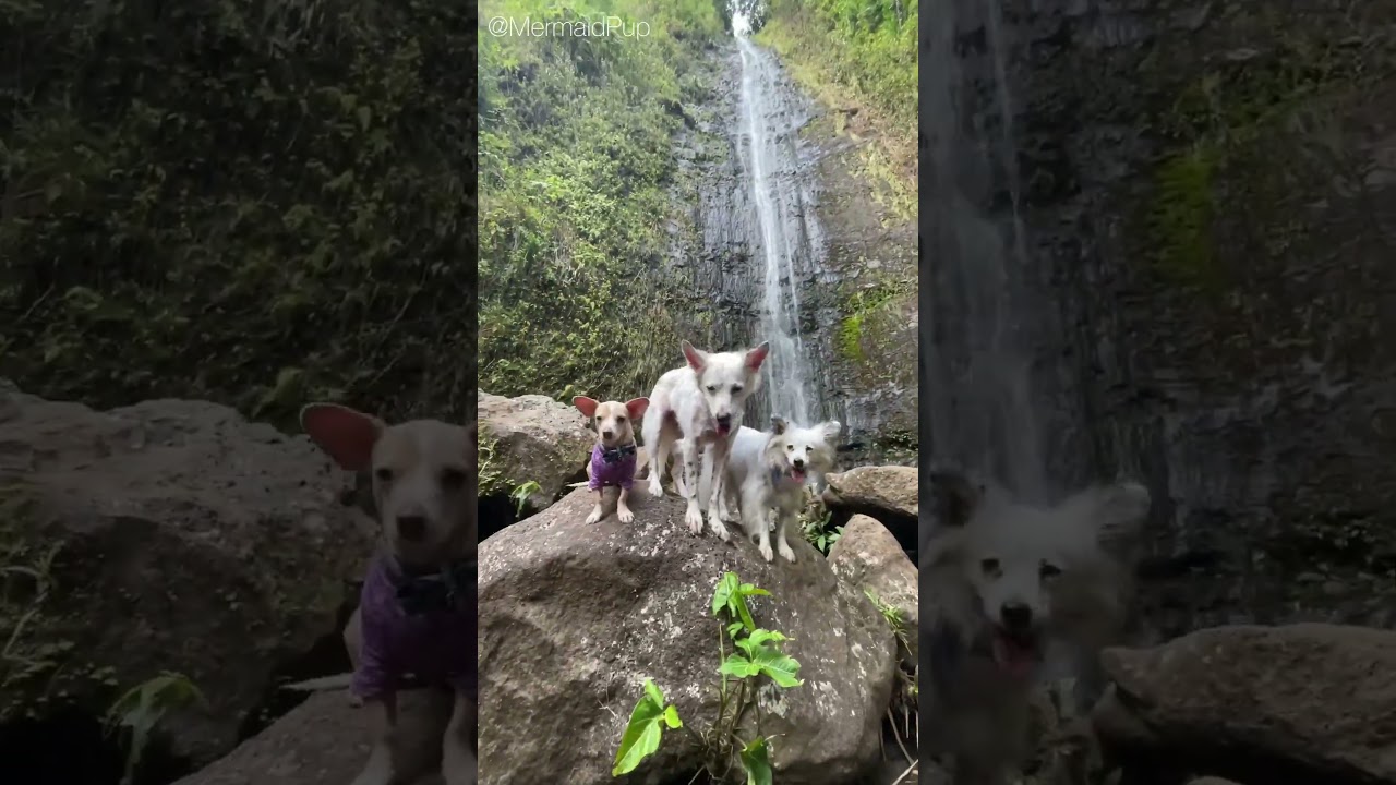Choose Your Own Adventure: Dog Friendly Hike - Manoa Falls, Oahu, Hawaii