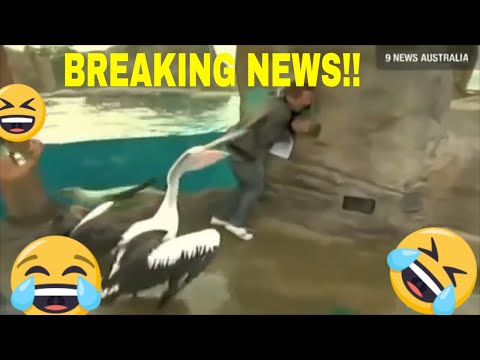epic-animal-news-bloopers-compilation-[2019]---funny-animals-in-the-news