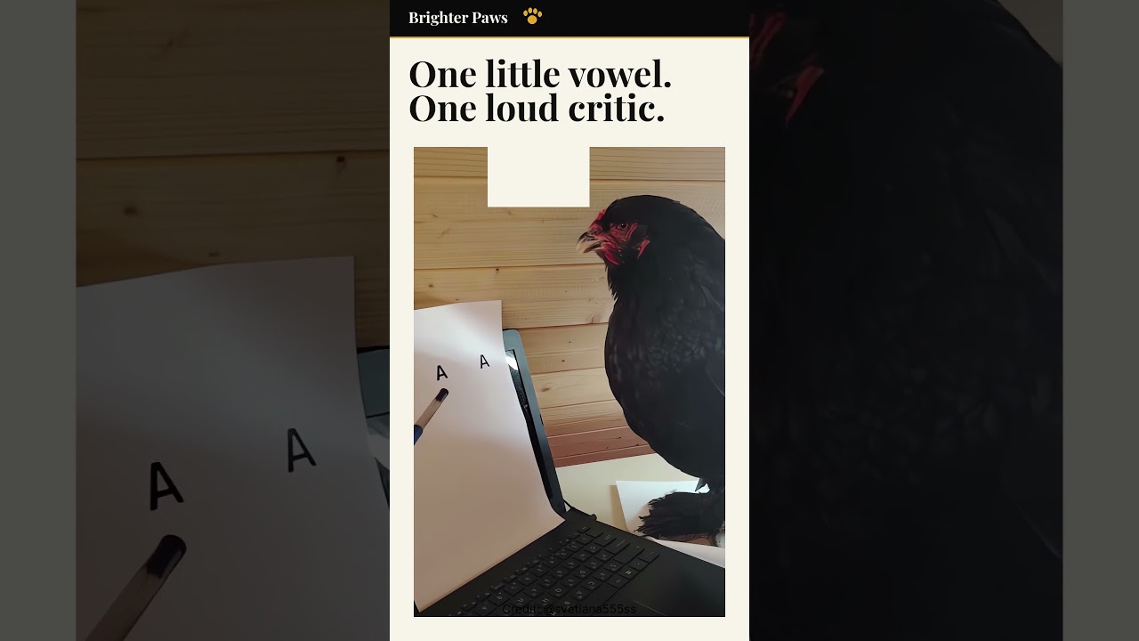 This Chicken Has Opinions About My Pronunciation