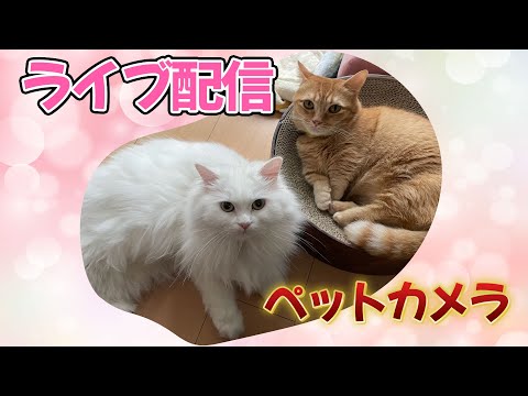 【ペットカメラ 】2025.04.08 午前~  #ペットカメラ #ねこのいる暮らし #live  #マンチカン短足  #ラガマフィン #白猫