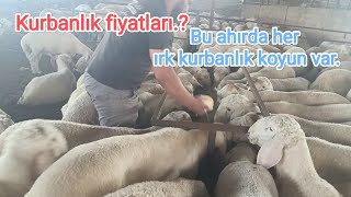 2024 Kurbanlık satışına devam.. Fiyatlar kaça gidiyor?