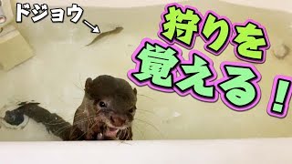【閲覧注意】アヒルが残してくれたドジョウをカワウソが狩りをします！