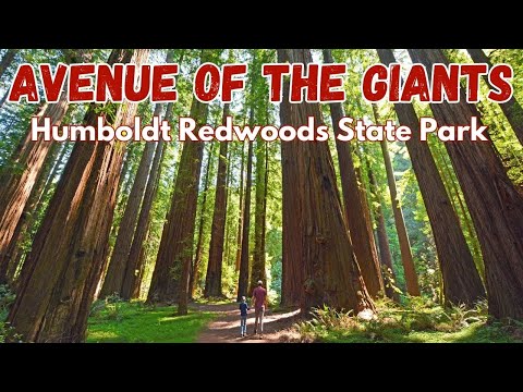 Wideo: Humboldt Redwoods State Park: Kompletny przewodnik