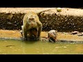 Young Monkey Swimming And Playing In The Pool | Monkey Daily Life