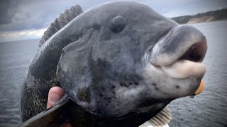 Savage Jig fishing for Blackfish (Tautog)-J.A.S. Fishing