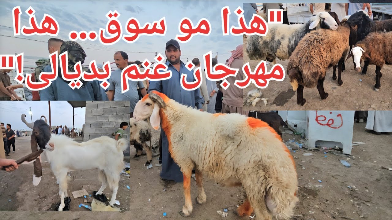 نكهة وسط العراق وجبال كردستان في سوق غنم واحد! مشاهد لا تفوّت من قلب السوق