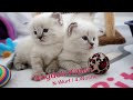 Ragdoll Kitten | unser N-Wurf in der vierten Woche | Aramintapaws Ragdolls