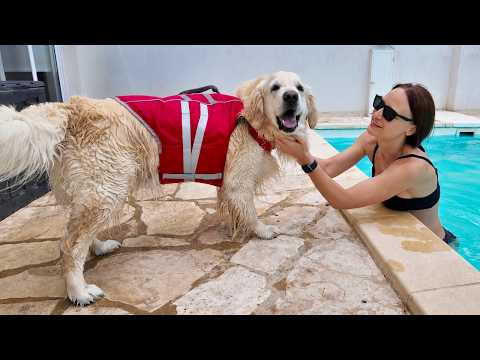 My Dog Tries a LifeJacket In The Pool For The First Time