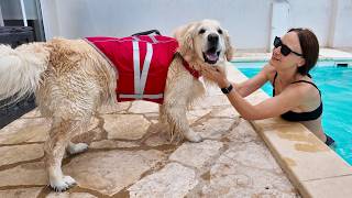 My Dog Tries a LifeJacket In The Pool For The First Time