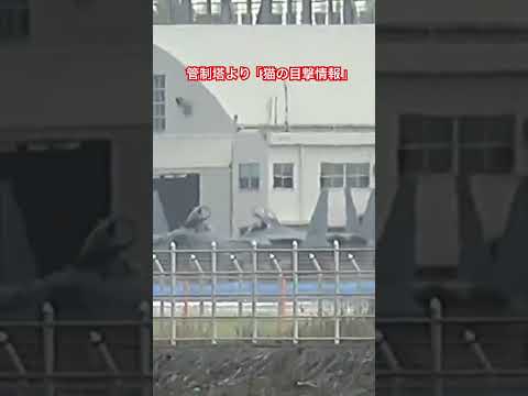 管制塔のホッコリした会話② 猫の目撃情報 女将さんの那覇基地・空港ライブより【ちーさん】