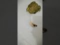 African bullfrog meets a mouse / live feeding