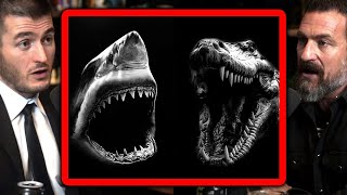 Saler Crocodile Vs Great White Shark Who Wins? Andrew Huberman And Lex Fridman