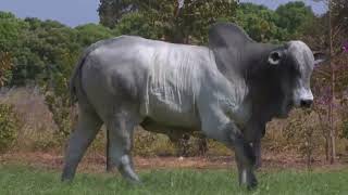 43º Mega Leilão Carpa Touros | LOTE 139 - 8959